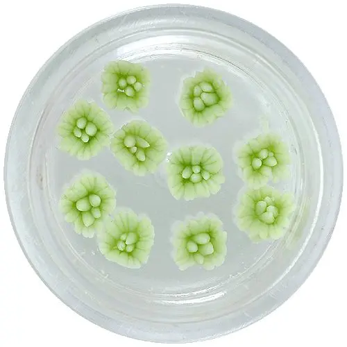 Kvietky z akrylu - svetlozelená farba