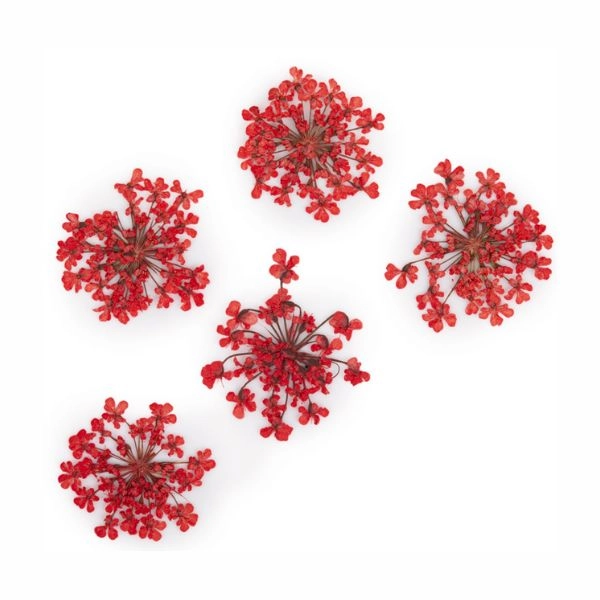 Svetločervené sušené kvietky